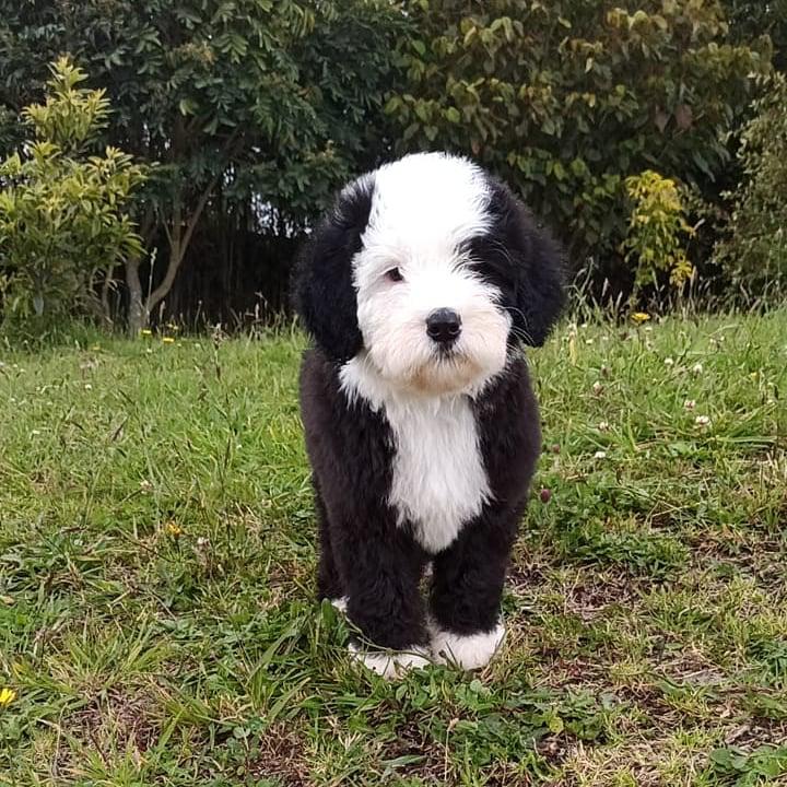 Criadero de cachorros pastor ovejero inglés en Funza, dinastia bobtail