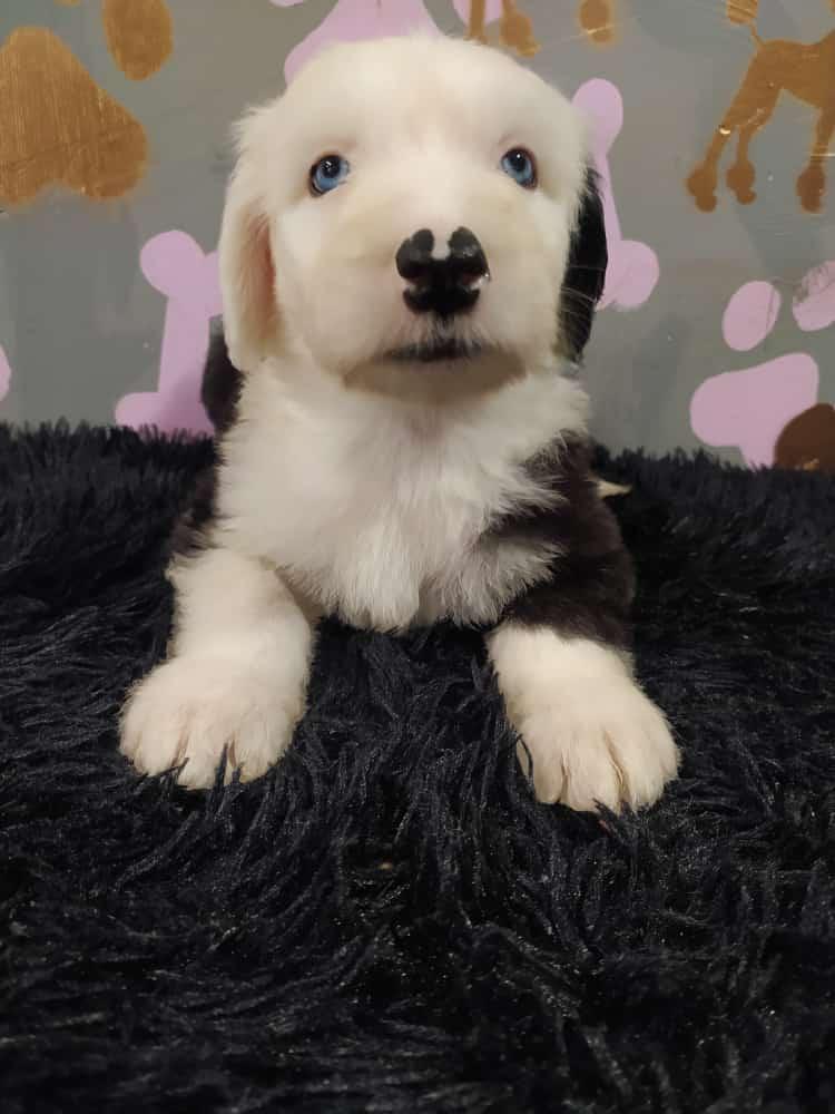 Cachorros pastor ovejero en funza