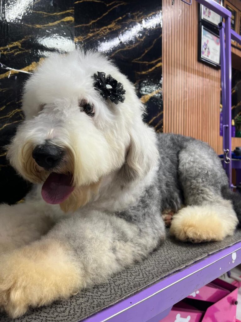 venta de cachorros pastor ovejero en bogota