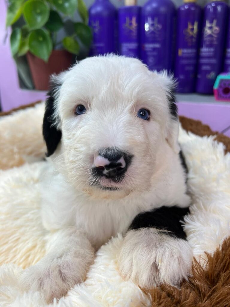 venta de cachorros pastor ovejero en bogota