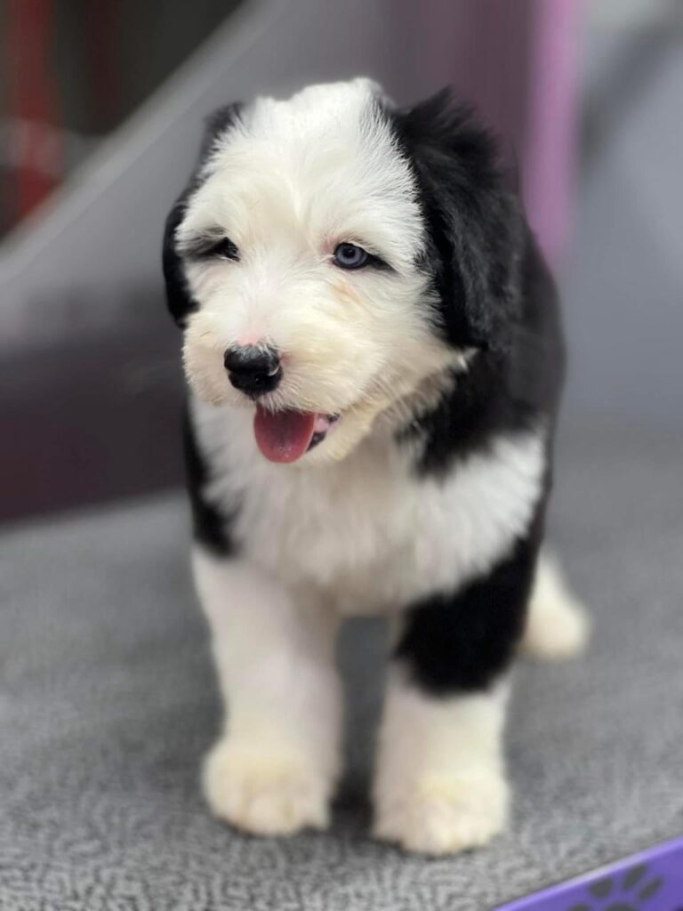 venta de cachorros pastor ovejero en bogota