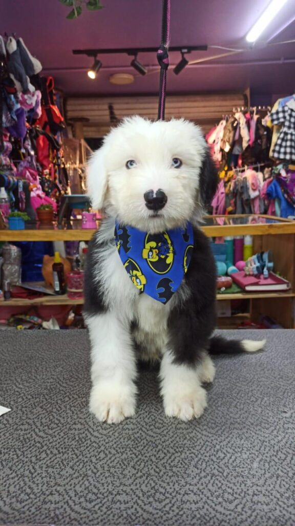 venta de cachorros pastor ovejero en funza