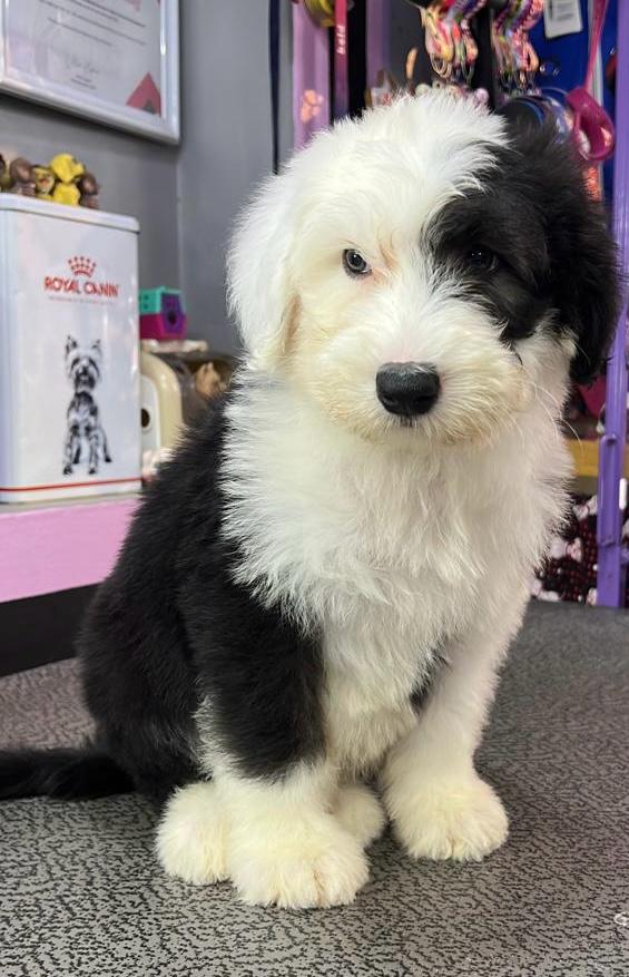 venta de cachorros pastor ovejero en funza