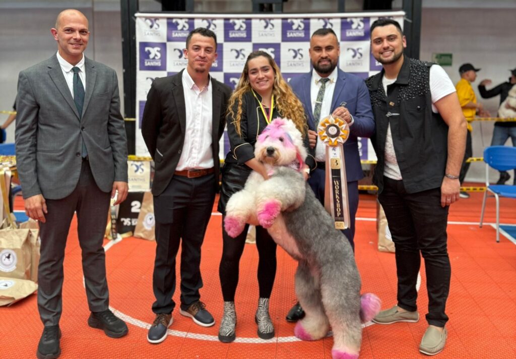 Venta de pastor ovejero ingles colombia