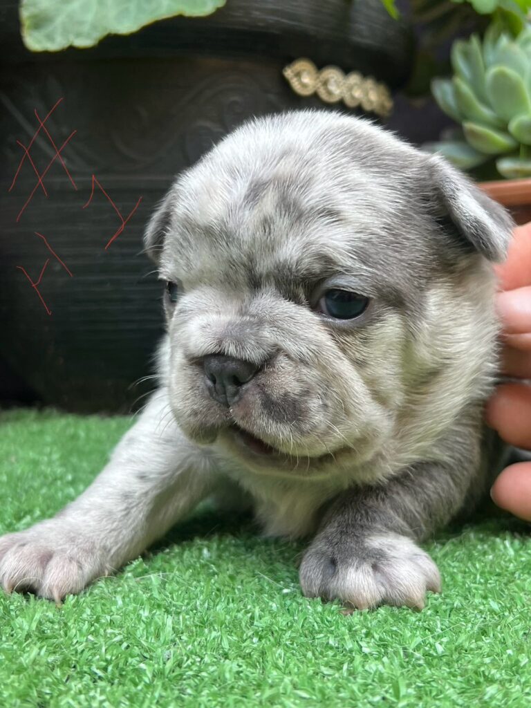 Venta cachorro bulldog frances Bogotá